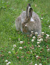 Free Stock Photo: Rabbit In Clover Picture. Image: 199905